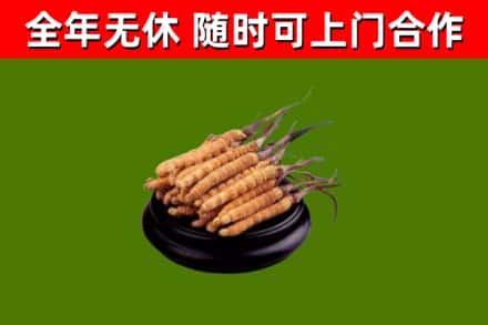 内黄县回收散虫草