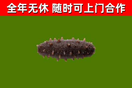 内黄县回收海参干
